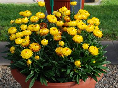 Foto de variedad de flores para ser usadas como: Maceta y planta de temporada Helichrysum (Bracteantha) Dazette Mambo