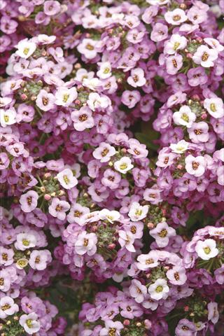 Foto de variedad de flores para ser usadas como: Maceta y planta de temporada Alyssum maritimum Clear Crystal Lavender Shades
