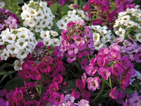 Foto de variedad de flores para ser usadas como: Maceta y planta de temporada Alyssum maritimum Clear Crystal Mixture
