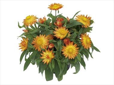 Foto de variedad de flores para ser usadas como: Maceta y planta de temporada Helichrysum (Bracteantha) Dazette Electra