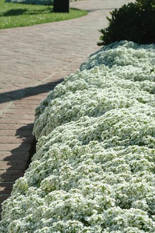 Foto de variedad de flores para ser usadas como: Maceta y planta de temporada Alyssum maritimum Clear Crystal White