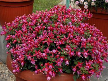 Foto de variedad de flores para ser usadas como: Maceta Fuchsia Shadowdancer™ Yollanda