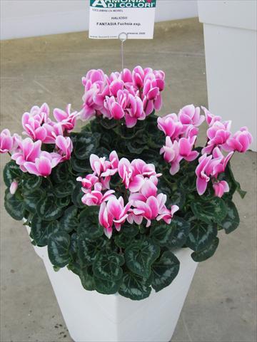 Foto de variedad de flores para ser usadas como: Maceta Cyclamen persicum Halios® Fantasia Fuchsia