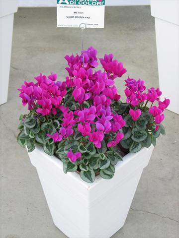 Foto de variedad de flores para ser usadas como: Maceta y planta de temporada Cyclamen persicum Metis® Violet Decora