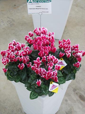 Foto de variedad de flores para ser usadas como: Maceta y planta de temporada Cyclamen persicum Tianis® Fantasia Magenta Foncé