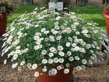 Foto de variedad de flores para ser usadas como: Maceta o Tarrina de colgar Argyranthemum Polly