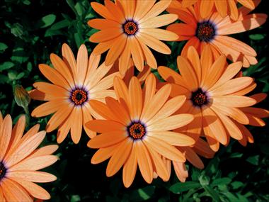 Foto de variedad de flores para ser usadas como: Maceta o Tarrina de colgar Osteospermum Orange Symphony