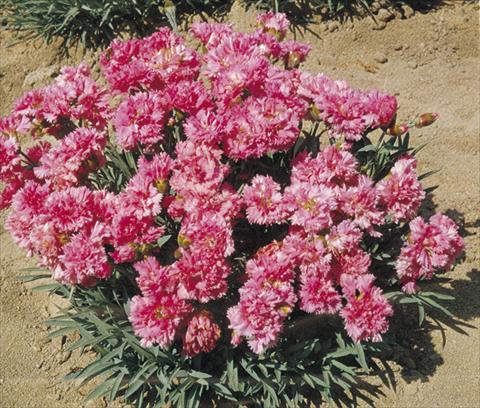 Foto de variedad de flores para ser usadas como: Maceta y planta de temporada Dianthus plumarius Pink Tones