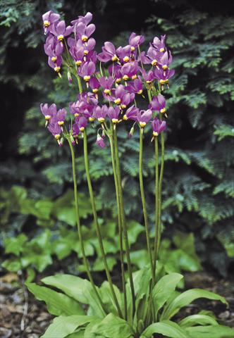 Foto de variedad de flores para ser usadas como: Planta de temporada / borde del macizo Dodecatheon meadia Goliath