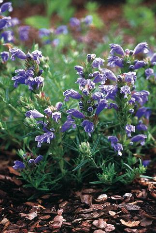 Foto de variedad de flores para ser usadas como: Planta de temporada / borde del macizo Draocephalum argunense Fuji Blue