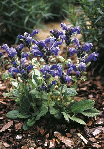 Foto de variedad de flores para ser usadas como: Planta de temporada / borde del macizo Draocephalum grandiflorum Altai Blue