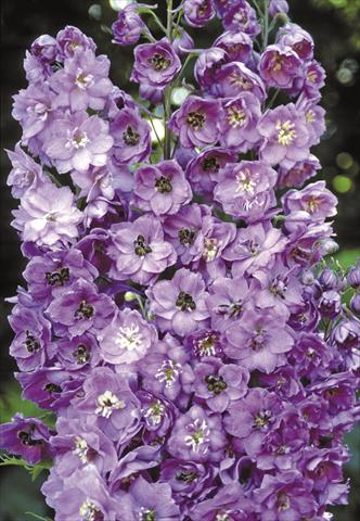 Foto de variedad de flores para ser usadas como: Planta de temporada / borde del macizo Delphinium elatum New Millennium Series Blushing Brides