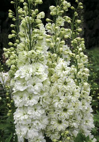 Foto de variedad de flores para ser usadas como: Planta de temporada / borde del macizo Delphinium elatum New Millennium Series Green Twist