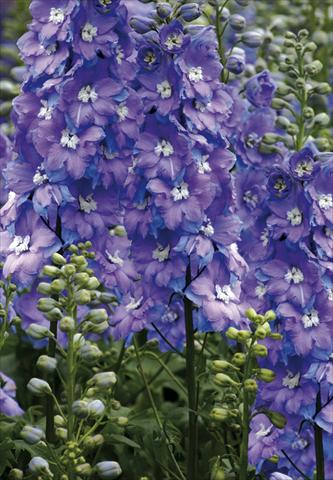 Foto de variedad de flores para ser usadas como: Planta de temporada / borde del macizo Delphinium elatum New Millennium Series Morning Lights