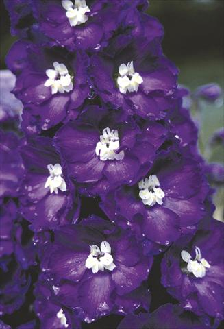 Foto de variedad de flores para ser usadas como: Planta de temporada / borde del macizo Delphinium elatum New Millennium Series Purple Passion