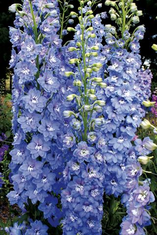 Foto de variedad de flores para ser usadas como: Planta de temporada / borde del macizo Delphinium elatum New Millennium Series Sunny Skies