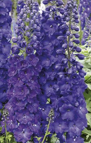 Foto de variedad de flores para ser usadas como: Planta de temporada / borde del macizo Delphinium elatum New Millennium Series Pagan Purples