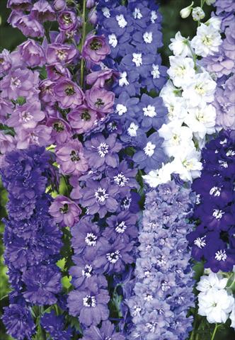 Foto de variedad de flores para ser usadas como: Planta de temporada / borde del macizo Delphinium elatum New Millennium Series New Zealand Hybr. Mix