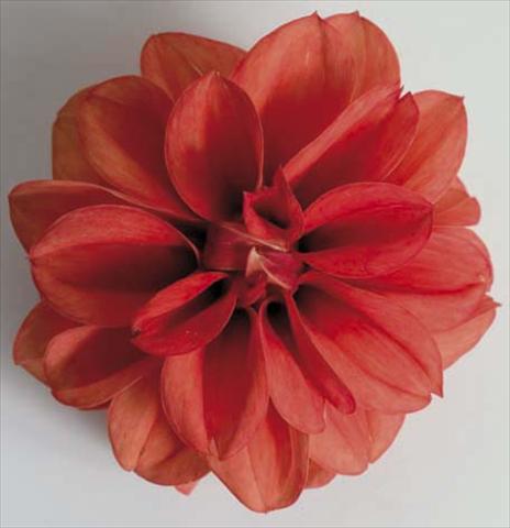 Foto de variedad de flores para ser usadas como: Maceta, planta de temporada, patio Dahlia Dali Orange