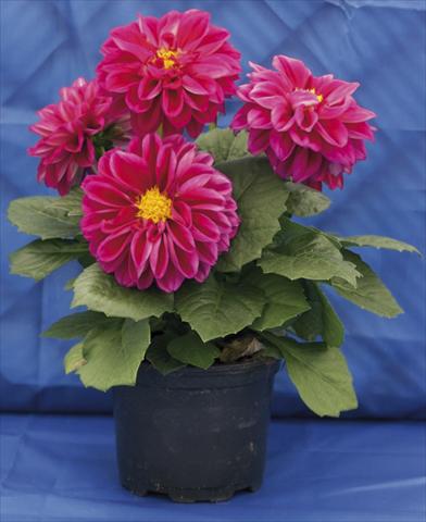 Foto de variedad de flores para ser usadas como: Maceta, planta de temporada, patio Dahlia Dali rose
