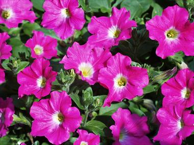 Foto de variedad de flores para ser usadas como: Maceta, patio, Tarrina de colgar Petunia pendula Conchita Pink Kiss