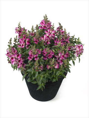Foto de variedad de flores para ser usadas como: Tarrina de colgar / Maceta Antirrhinum majus Diana Lilac