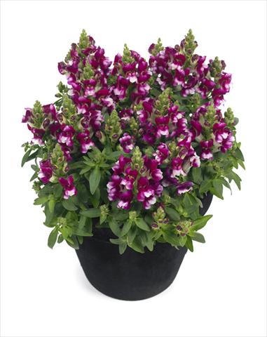 Foto de variedad de flores para ser usadas como: Tarrina de colgar / Maceta Antirrhinum majus Diana Purple White