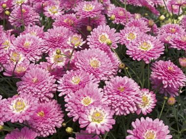 Foto de variedad de flores para ser usadas como: Maceta y planta de temporada Argyranthemum Pomponette Pink