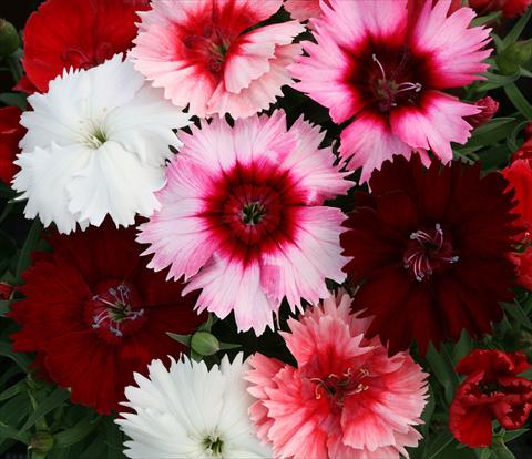 Foto de variedad de flores para ser usadas como: Maceta o Tarrina de colgar Dianthus Dynamic