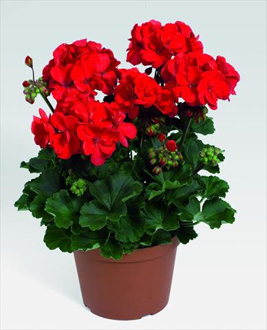 Foto de variedad de flores para ser usadas como: Maceta o Tarrina de colgar Pelargonium zonale RED FOX Savannah Red