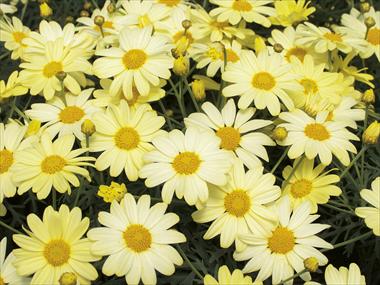 Foto de variedad de flores para ser usadas como: Maceta y planta de temporada Argyranthemum Courtyard Citronelle