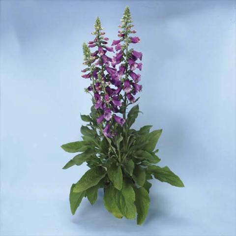 Foto de variedad de flores para ser usadas como: Maceta y planta de temporada Digitalis purpurea Dalmatian F1 Purple