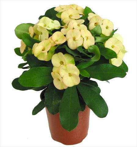 Foto de variedad de flores para ser usadas como: Maceta Euphorbia x martinii Dinni
