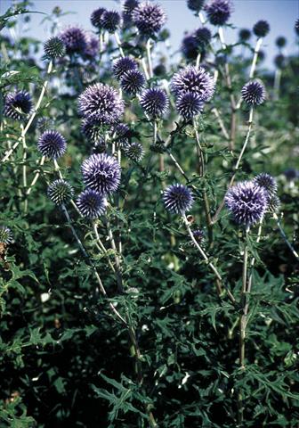 Foto de variedad de flores para ser usadas como: Planta de temporada / borde del macizo Echinops bannaticus Blue Glow