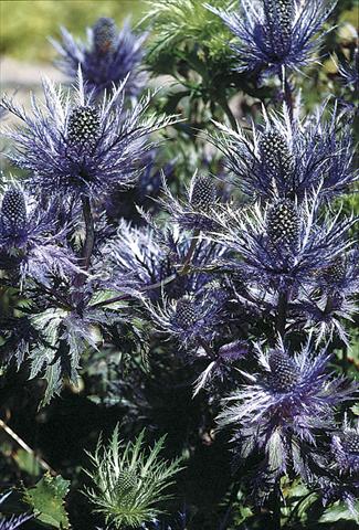 Foto de variedad de flores para ser usadas como: Planta de temporada / borde del macizo Eryngium alpinum Blue Star