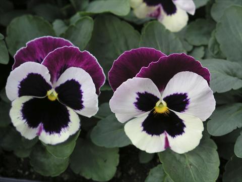 Foto de variedad de flores para ser usadas como: Maceta y planta de temporada Viola wittrockiana Earlyflorian Cassis