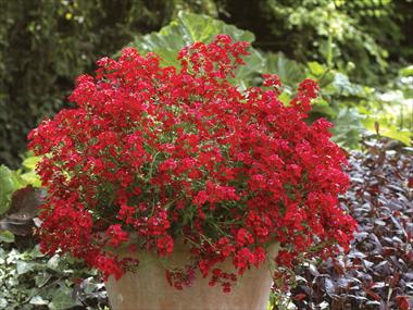 Foto de variedad de flores para ser usadas como: Maceta, patio, Tarrina de colgar Nemesia Sunsatia™ Cranberry