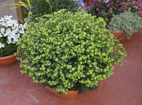 Foto de variedad de flores para ser usadas como: Maceta o Tarrina de colgar Euphorbia x martinii Antigone
