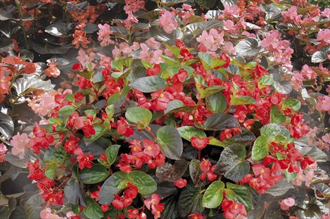 Foto de variedad de flores para ser usadas como: Maceta o cesta de trasplante Begonia x benariensis BIG
