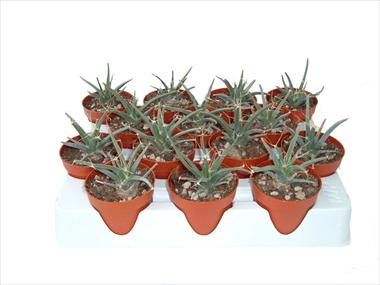 Foto de variedad de flores para ser usadas como: Maceta Cactus Leuchterbegia principis