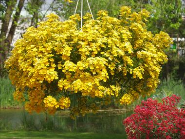 Foto de variedad de flores para ser usadas como: Maceta, patio, Tarrina de colgar Nemesia Sunsatia™ Lemon
