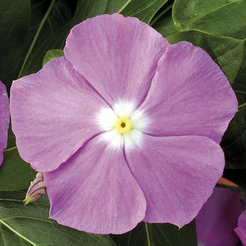 Foto de variedad de flores para ser usadas como: Maceta, planta de temporada, patio Catharanthus roseus - Vinca Vitesse Lavender