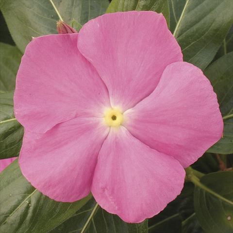 Foto de variedad de flores para ser usadas como: Maceta, planta de temporada, patio Catharanthus roseus - Vinca Vitesse Pink