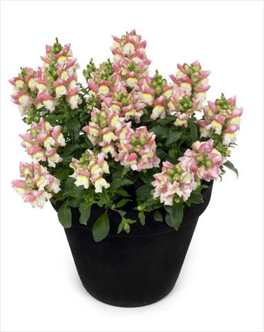 Foto de variedad de flores para ser usadas como: Tarrina de colgar / Maceta Antirrhinum majus Florini Diana Sweety
