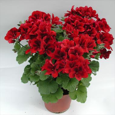 Foto de variedad de flores para ser usadas como: Maceta Pelargonium grandiflorum pac® Aristo® Velvet Red