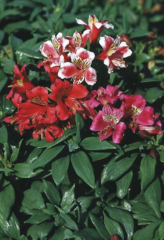 Foto de variedad de flores para ser usadas como: Maceta o Tarrina de colgar Alstroemeria hybrida Dandy Candy