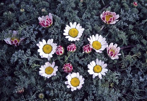 Foto de variedad de flores para ser usadas como: Planta de temporada / borde del macizo Anacyclus pyrethrum var. depressus compactum Silberkissen
