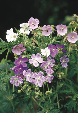 Foto de variedad de flores para ser usadas como: Maceta y planta de temporada Geranium pratense Painters Palette