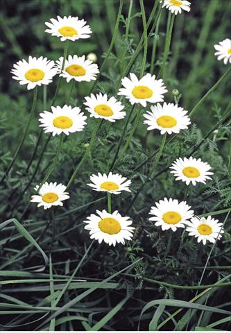 Foto de variedad de flores para ser usadas como: Planta de temporada / borde del macizo Anthemis tinctoria Alba