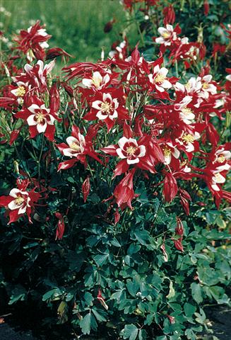 Foto de variedad de flores para ser usadas como: Maceta y planta de temporada Aquilegia caerulea Red Hobbit